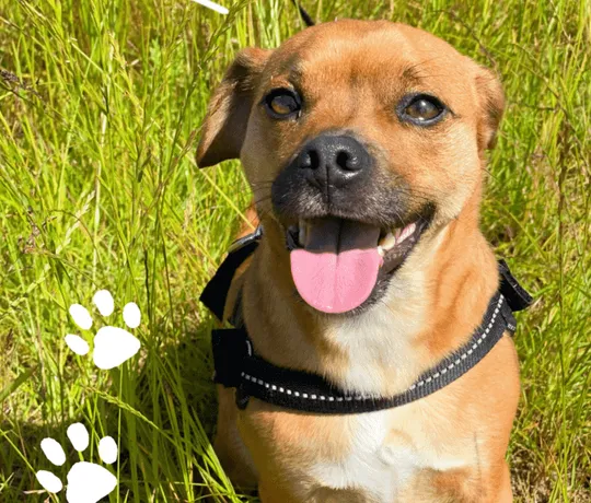 Happy puppy sitting in grass, ready for training