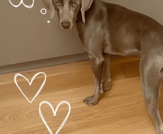 Dog trainer working with a dog in a home setting
