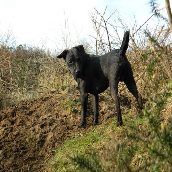 Airedale terrier photo 2