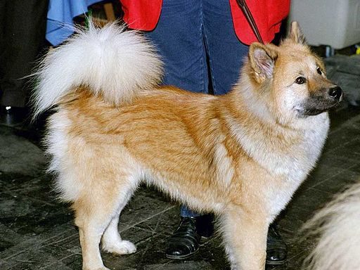 Akita