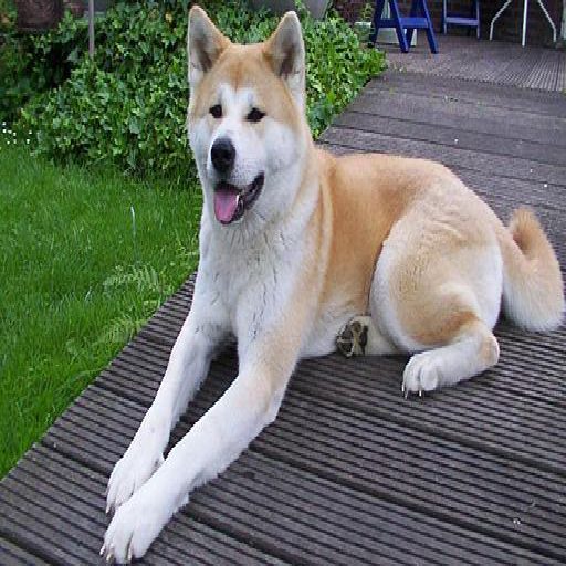 Akita photo 1
