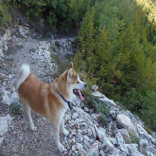 Akita photo 2