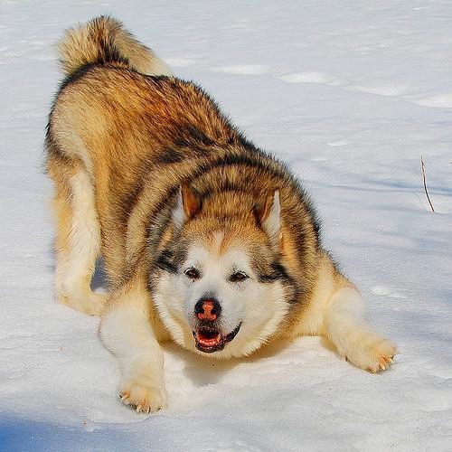 Alaskan malamute photo 1