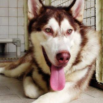 Alaskan malamute photo 2