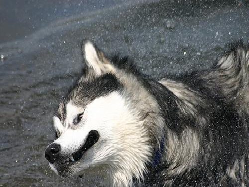 Alaskan malamute