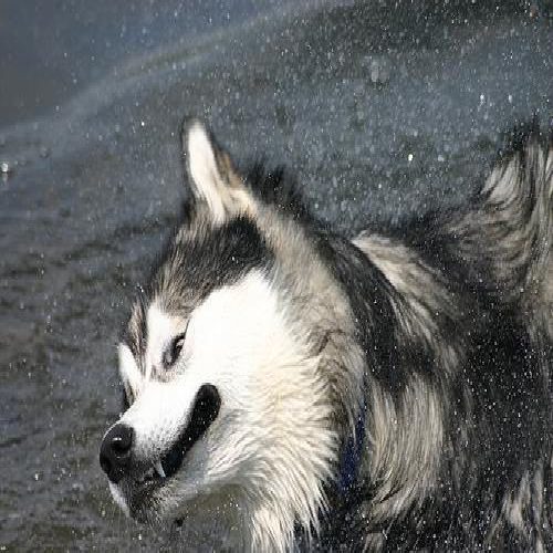 Alaskan malamute