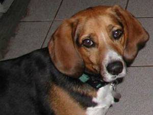 American english coonhound