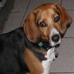 American english coonhound