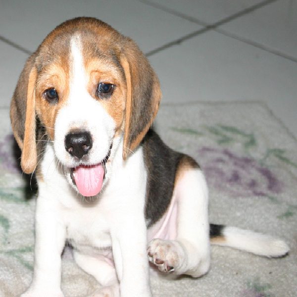 American english coonhound photo 1