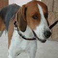 American english coonhound photo 2
