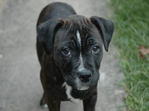 Amerykański bezwłosy terrier