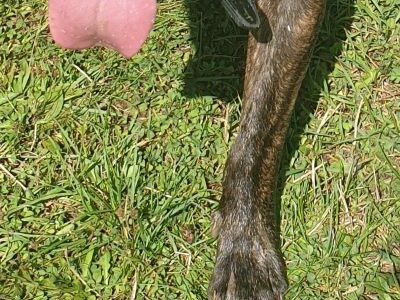 American staffordshire terrier