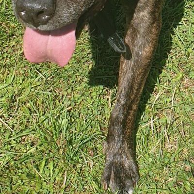 American staffordshire terrier