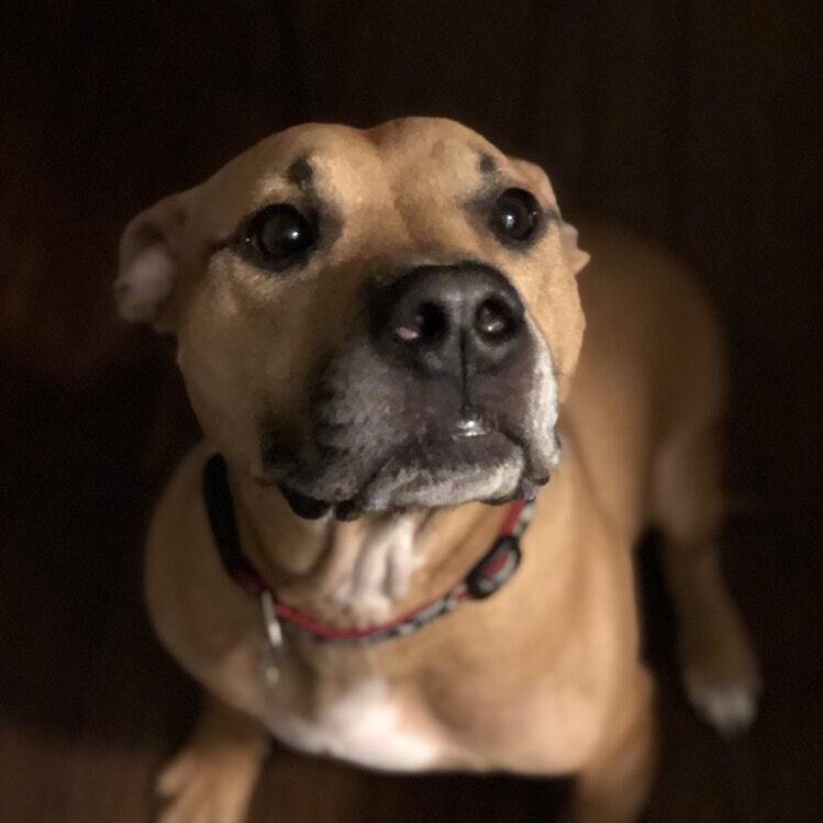 American staffordshire terrier photo 1