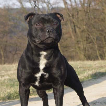 American staffordshire terrier photo 2