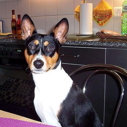 Basenji