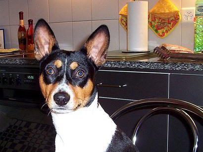 Basenji
