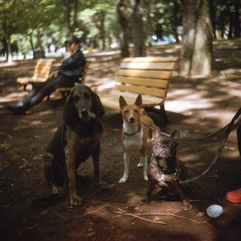 Basenji photo 1