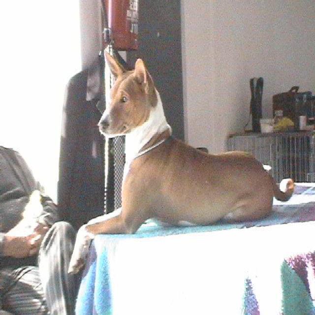 Basenji photo 2