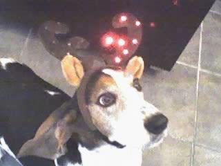 Basset hound