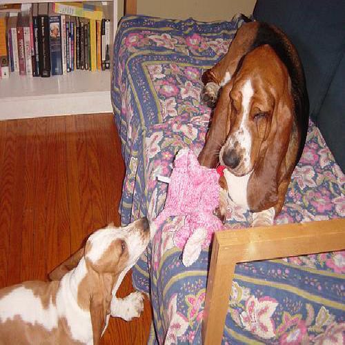 Basset hound photo 1