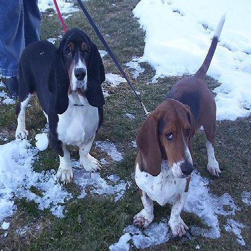 Basset hound photo 2