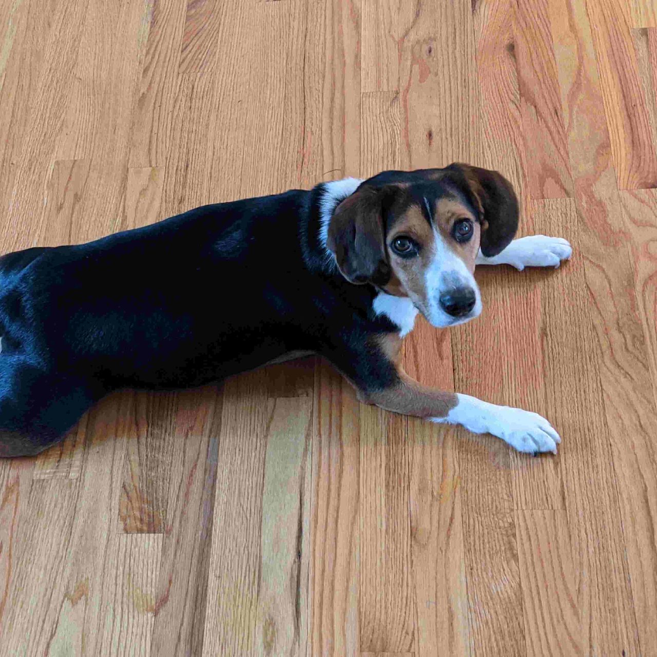 Beagle photo 2