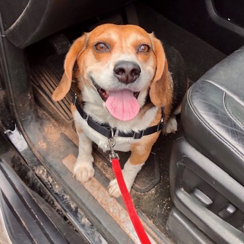Beagle