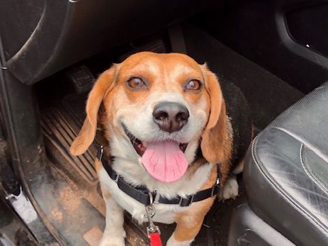 Beagle