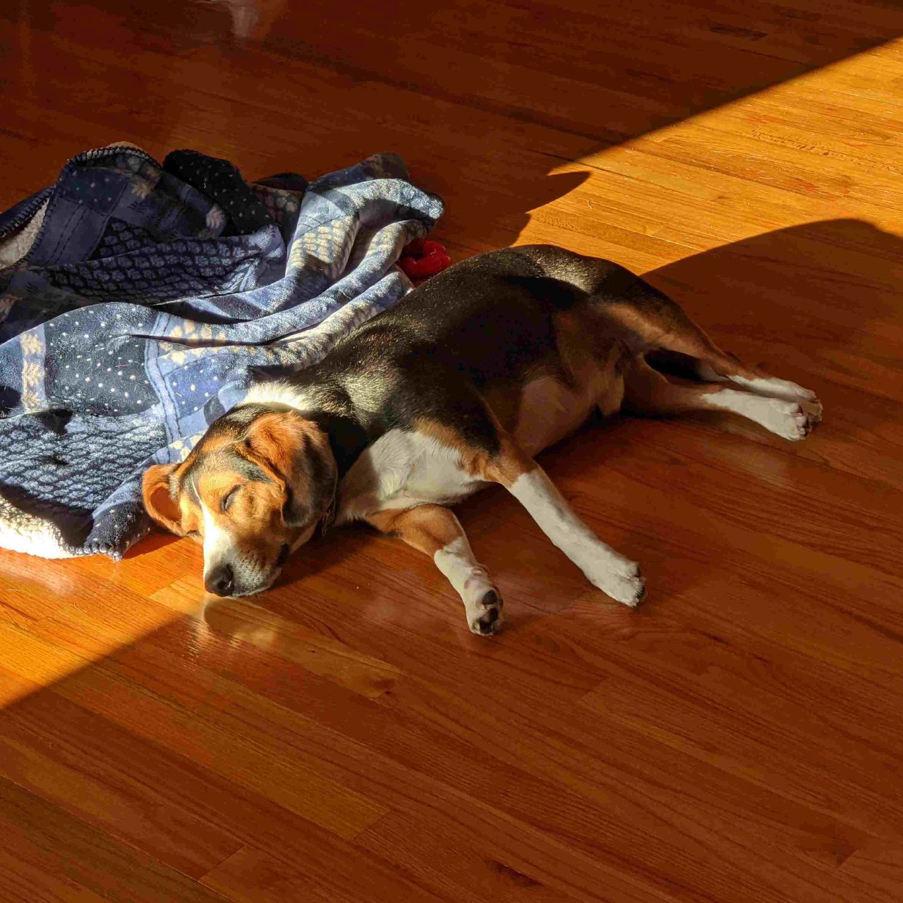 Beagle photo 1