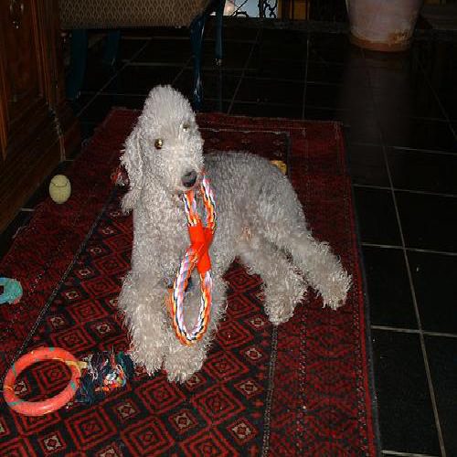 Bedlington terrier photo 1