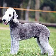Bedlington terrier photo 2