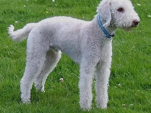 Bedlington terrier