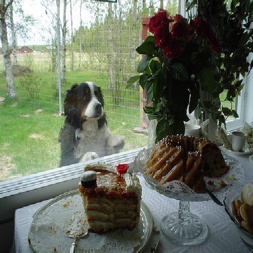 Berneński pies pasterski photo 1