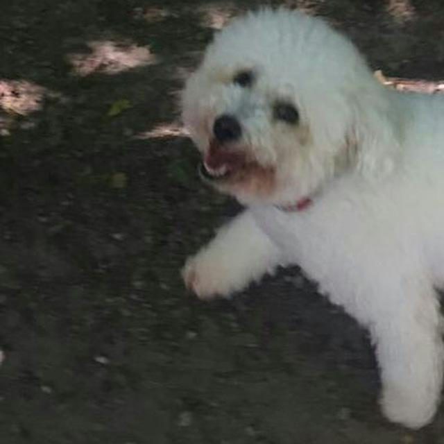 Bichon frise photo 1