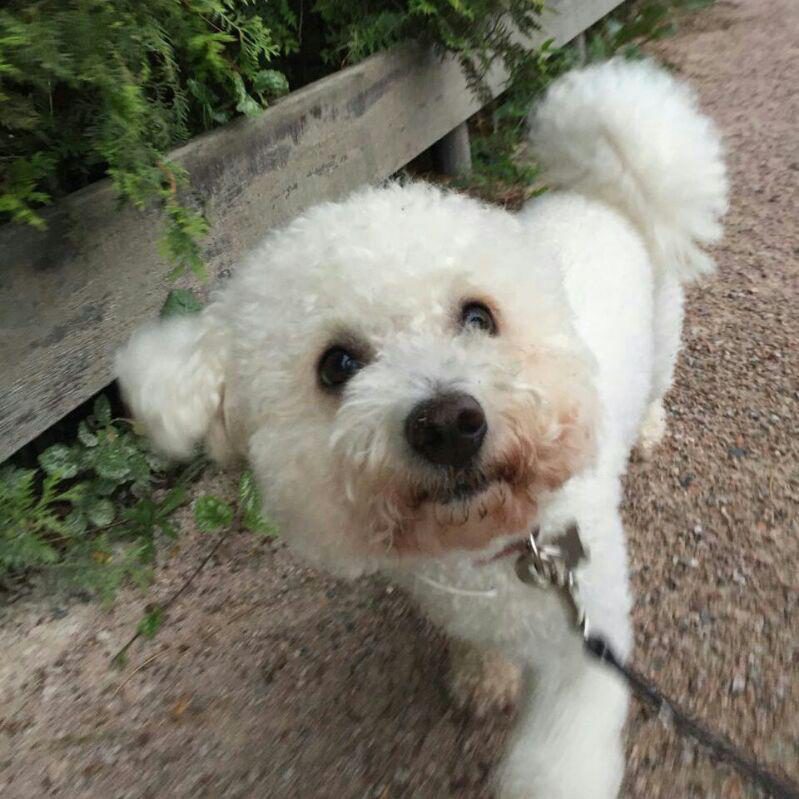 Bichon frise