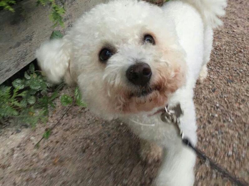 Bichon frise