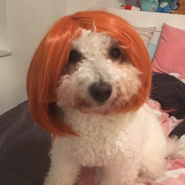 Bichon frise photo 2