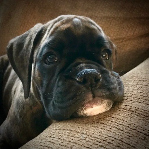 Boerboel photo 2
