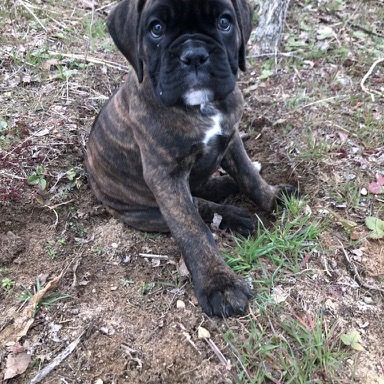 Boerboel photo 1
