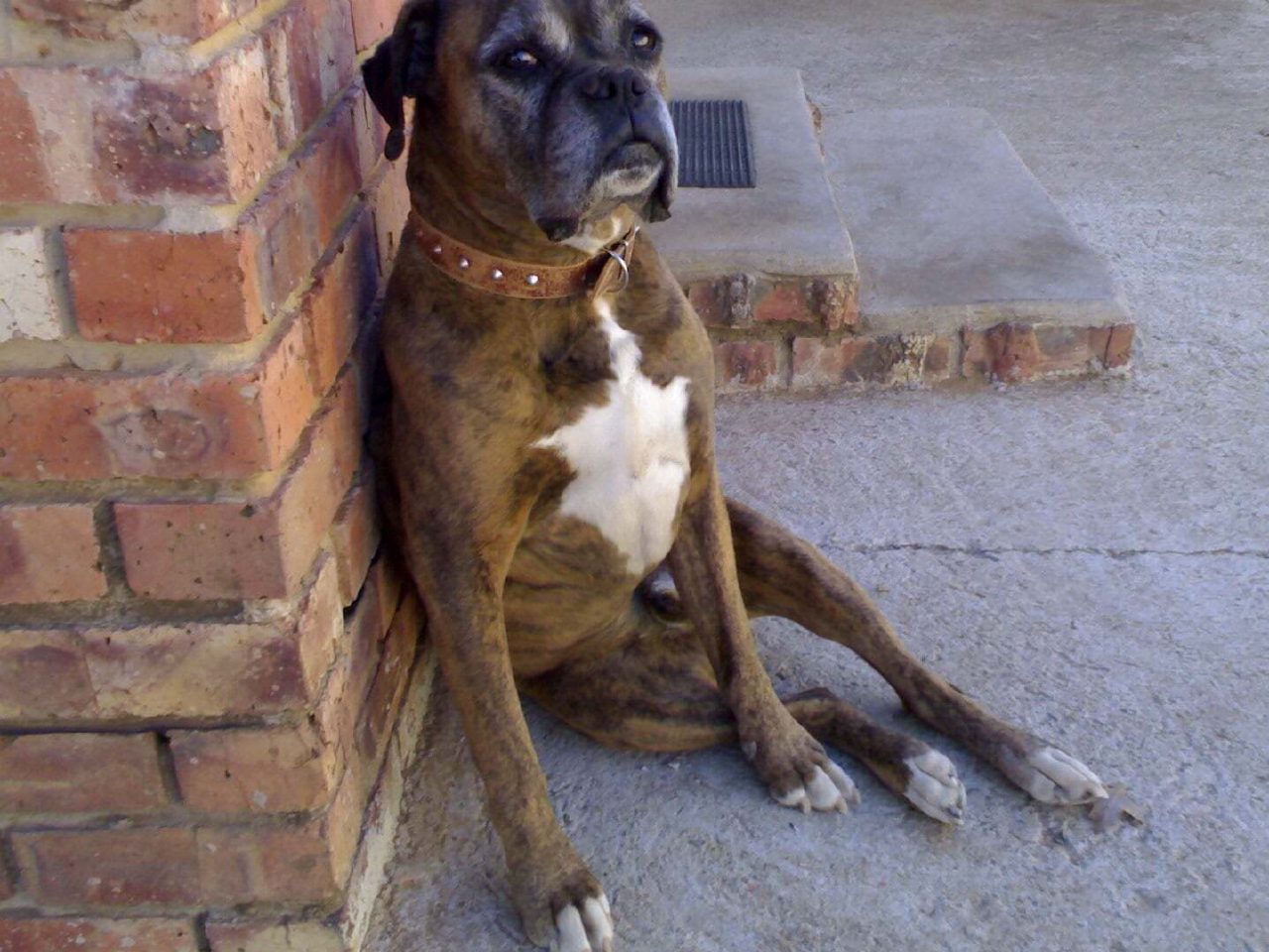 Boerboel