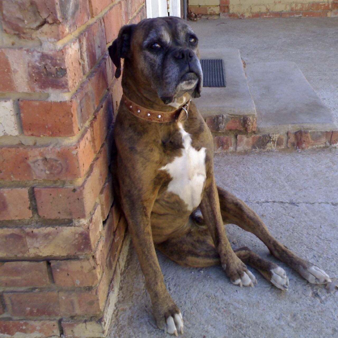 Boerboel