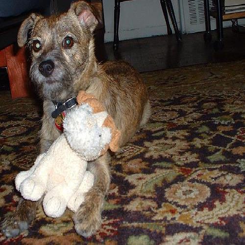 Border terrier photo 2