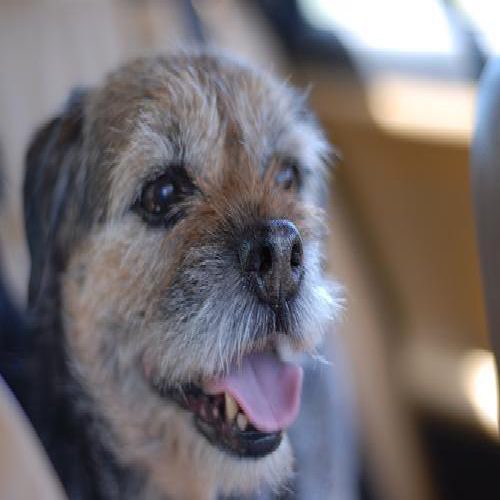 Border terrier photo 1