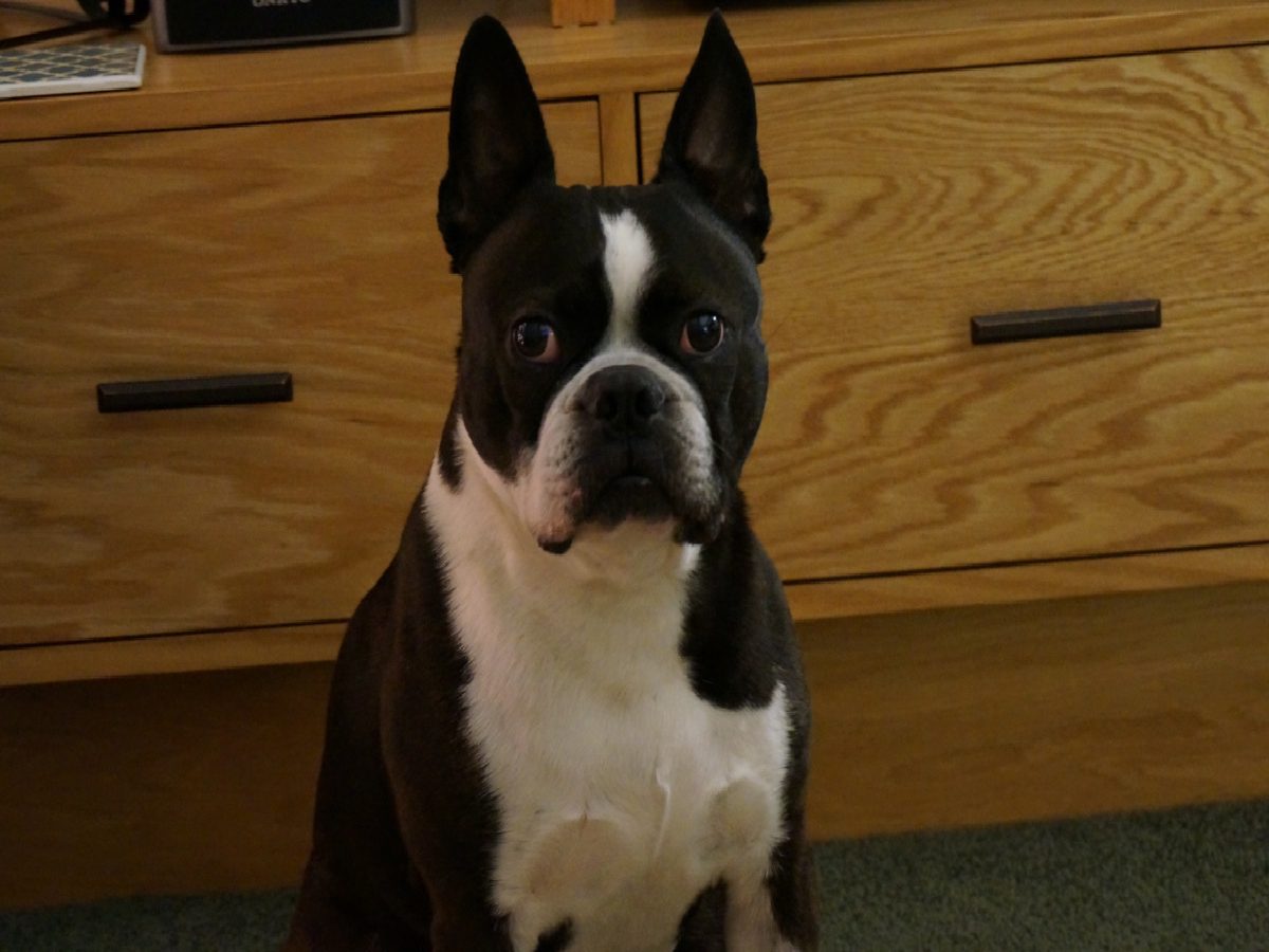 Boston terrier