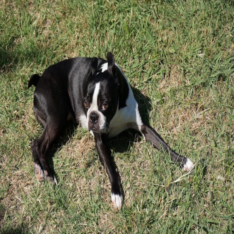 Boston terrier photo 2