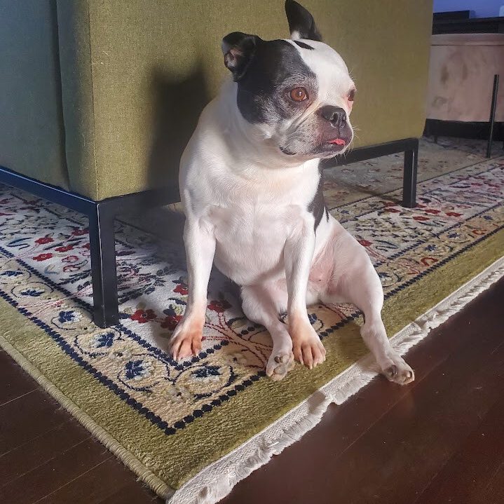 Boston terrier photo 1
