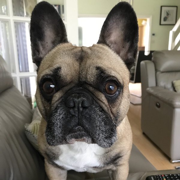 Buldog angielski photo 2