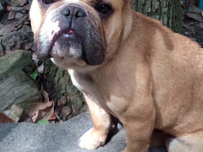 Buldog angielski