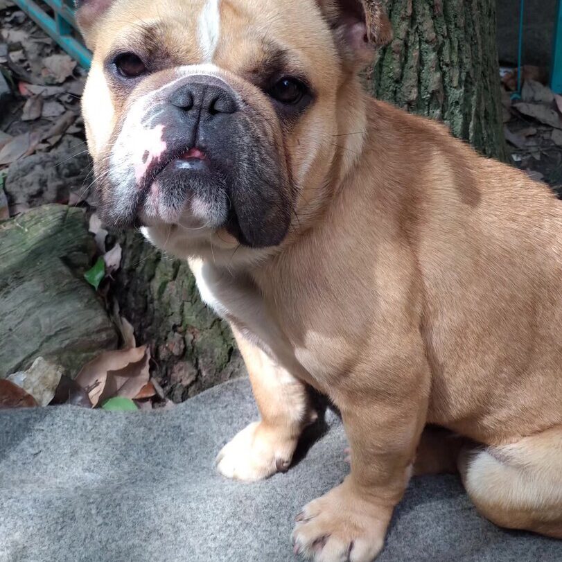 Buldog angielski